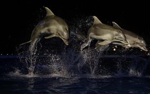 Ατιμώρητοι οι παραβάτες που εκμεταλλεύονται τα δελφίνια στο Αττικό Ζωολογικό Πάρκο